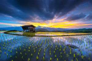 一顆山楂引發(fā)的“頭腦風(fēng)暴