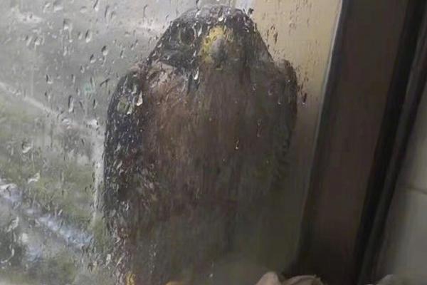 南方區域首家省級電力負荷管理中心成立