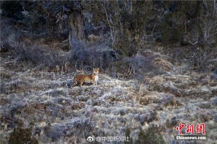 粉黛亂子草花海扮靚泉城秋