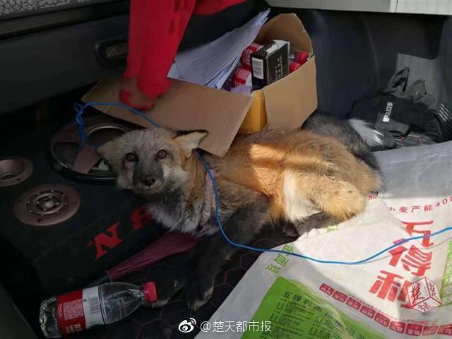 為什么是劉亦菲被迪士尼選中去演《花木蘭》