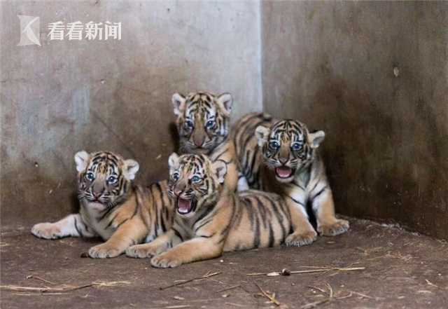 中國(guó)夢(mèng)·黃河情丨候鳥(niǎo)云集、稻田成畫(huà)!跟隨母親河腳步,一覽山東