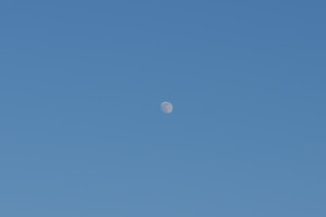 微語(yǔ)錄精選0310:韭菜的一生