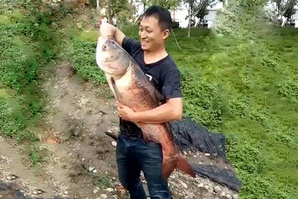 馬伯庸:從一份民國逮捕令說說青霉素的歷史