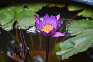 乘著“冬”風(fēng) 山東冰雪運(yùn)動(dòng)和產(chǎn)業(yè)啟新程
