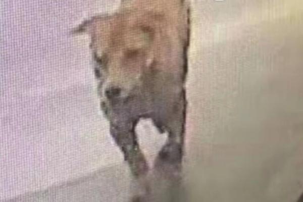 國網福建電力董事長 阮前途：著力加快數字化轉型 強化全員數字化思維