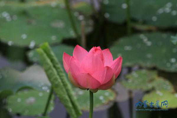 國網(wǎng)信通公司全面建成三地數(shù)據(jù)中心SDN網(wǎng)絡(luò)