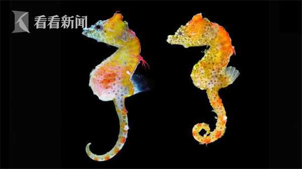 圖像傳感器市場的增長勢頭將繼續壯大