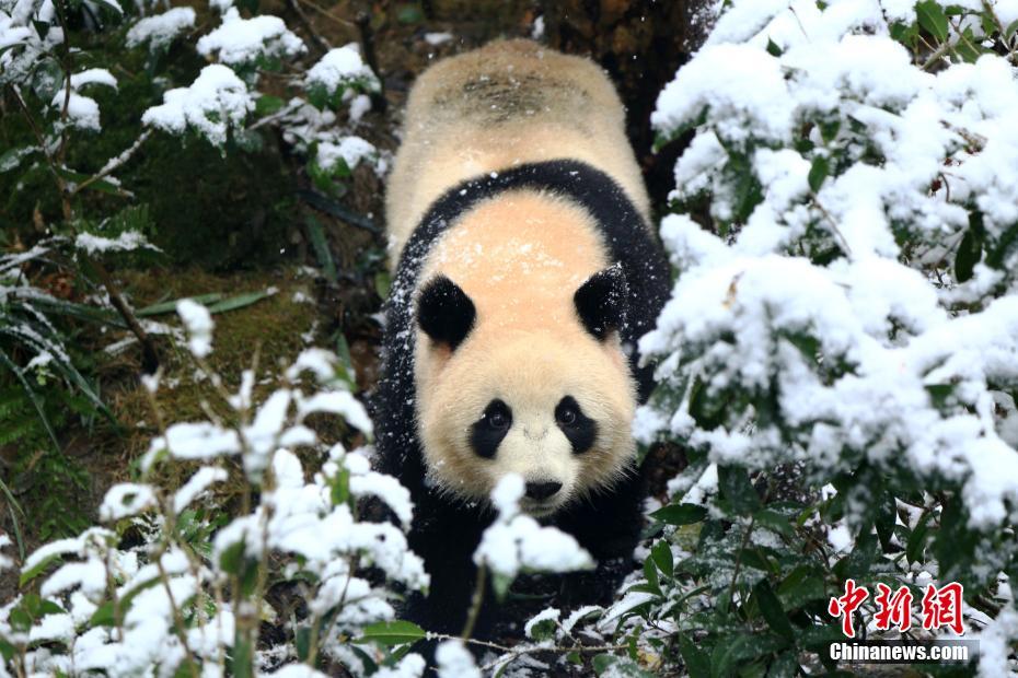 “威馬”倒了，售后怎么辦？