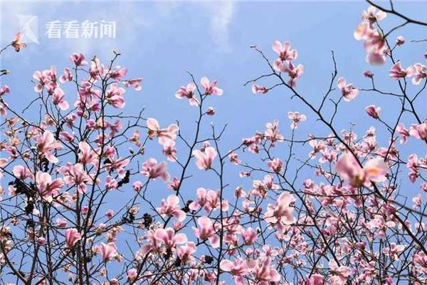 微博話題：越南人打工不卷逼瘋中國老板