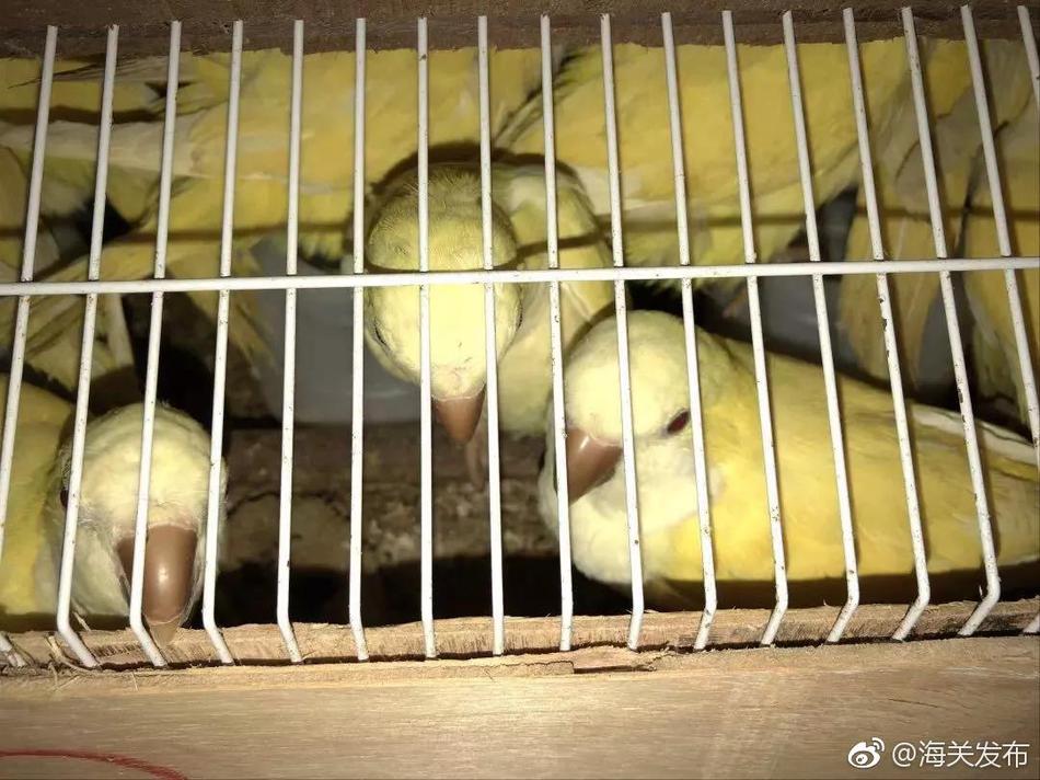 迎戰風雪！國網湖南電力597套覆冰在線監測陸續啟用
