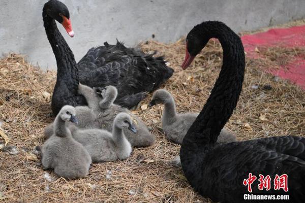 一個可能是正能量版本的《圣誕夜》歌詞草稿