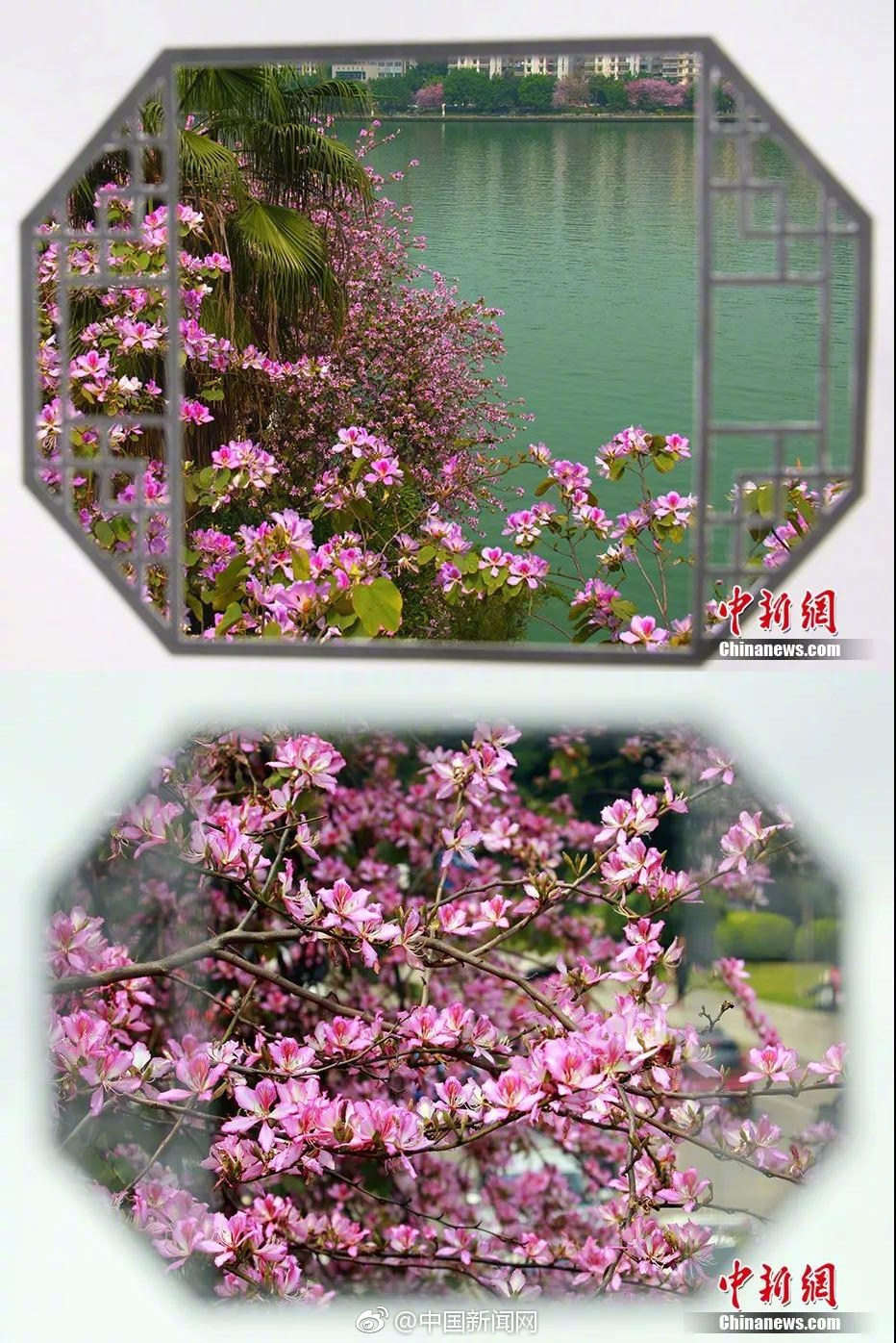 上海環境能源交易所發布《上海碳市場回購交易業務規則》